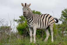 Zebra (22 von 28).jpg